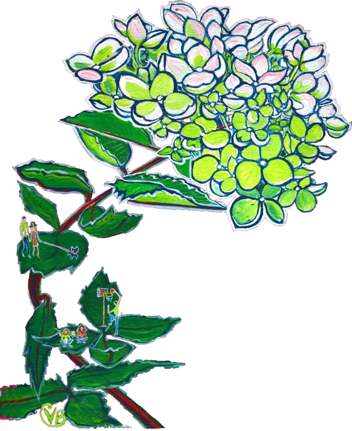 hydrangeabluered