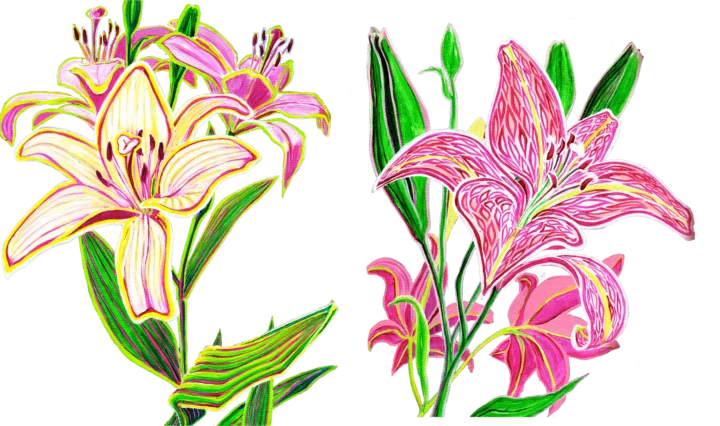lilystones